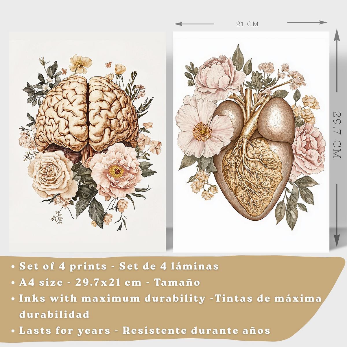 POSTER Set aus 4 Körper Anatomie Drucke mit Gehirn Herz Lungen Luftröhre Bronchien Nieren Verdauungssystem Magen Darm Größe Leichter Holzrahmen A4 - Beige, Papier (21/29.7/3cm) - Nacnic