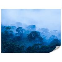 FOTOTAPETE für Wohnzimmer Tropischer Laubwald Nebel Dschungel 200x140 - Schwarz, Papier (200/140cm) - Muralo
