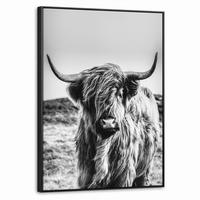LEINWAND Bilder mit Rahmen - Kuh - Schottischer Hochländer - Schwarz - Weiß - Tier - Natur - Wildtiere - 50x70 - Schwarz, Textil (50/70cm) - MuchoWow