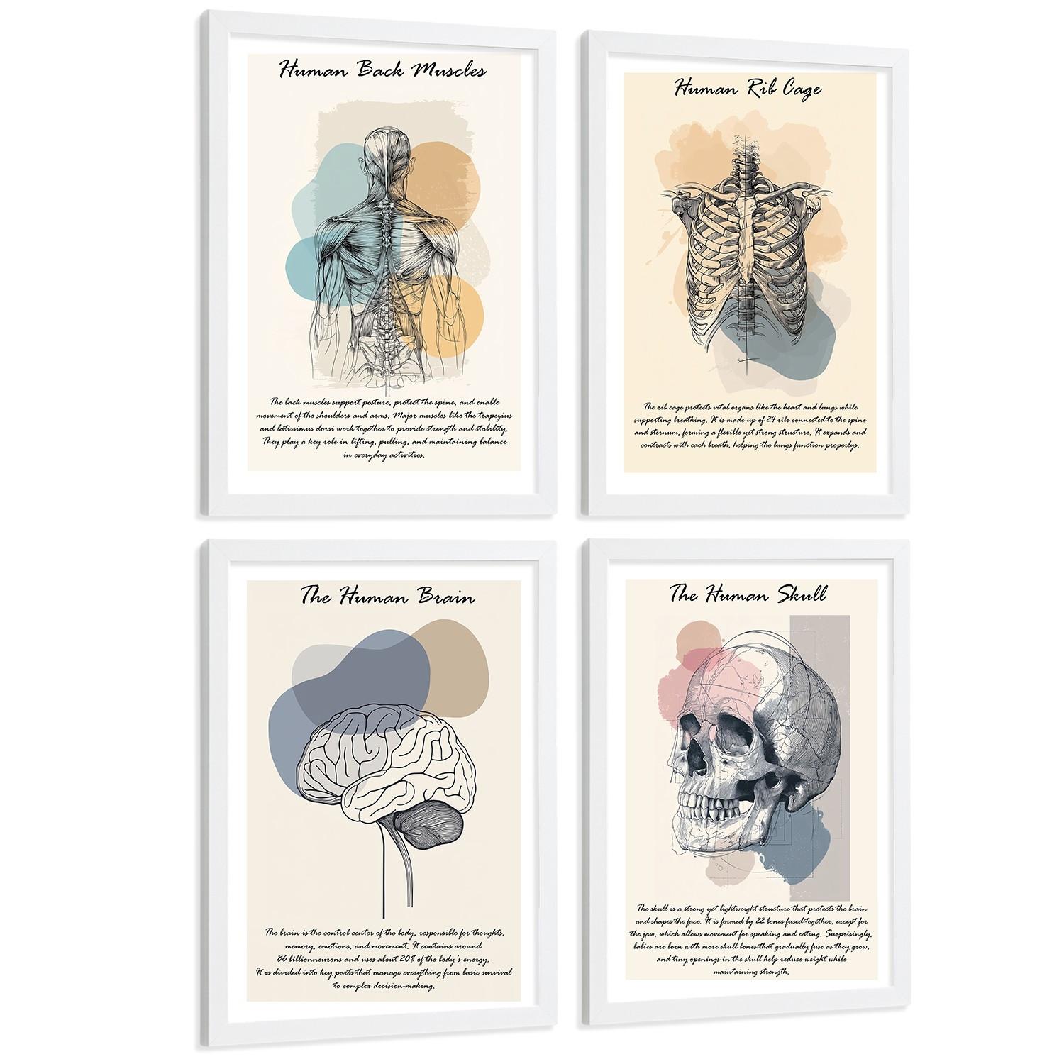 POSTER Set aus 4 Anatomie Mensch Lernposter Drucke und Wandbilder mit Muskeln Rücken Rippen Gehirn und Schädel Modernes Design Größe Weißer Rahmen A3 - Weiß, Papier (29.7/42/3cm) - Nacnic