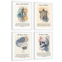 POSTER Set aus 4 Anatomie Mensch Lernposter Drucke und Wandbilder mit Muskeln Rücken Rippen Gehirn und Schädel Modernes Design Größe Weißer Rahmen A3 - Weiß, Papier (29.7/42/3cm) - Nacnic