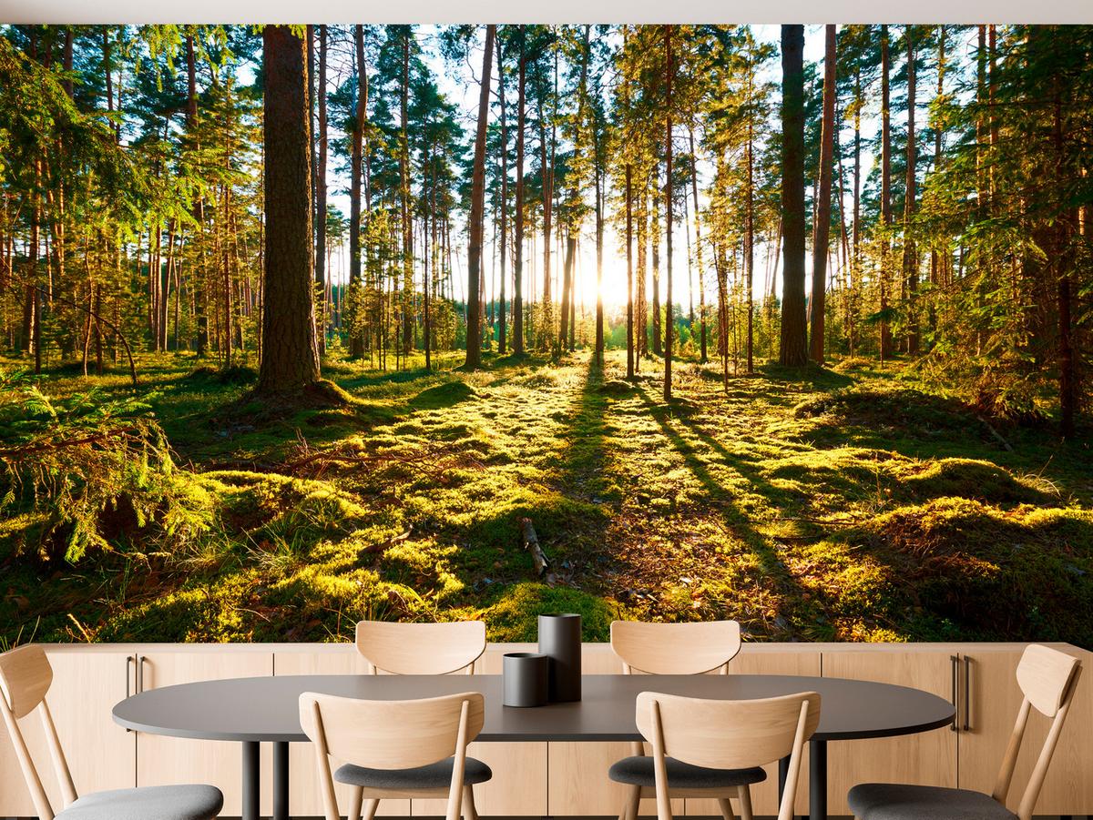 FOTOTAPETE für Küche Sonnenaufgang WALD Moss Bäume Sonnenstrahl 150x105 - Gelb/Braun, Papier (150/105cm) - Muralo