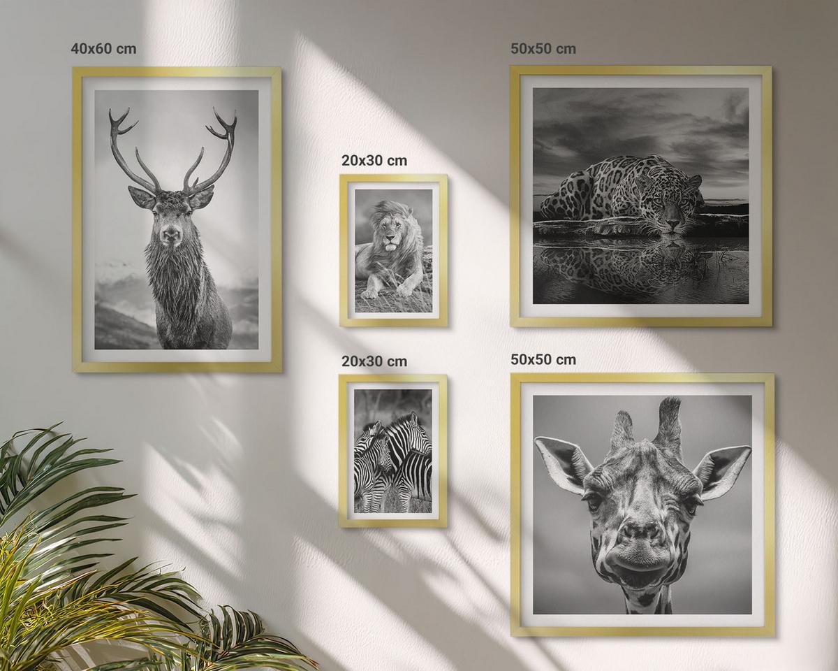 BILDER SET 5er Set - 50x50 cm & 20x30 cm & 40x60 cm Goldrahmen - Wildtiere Löwe Jaguar Giraffe Zebras - Goldfarben, Kunststoff (40/60cm) - TULUP