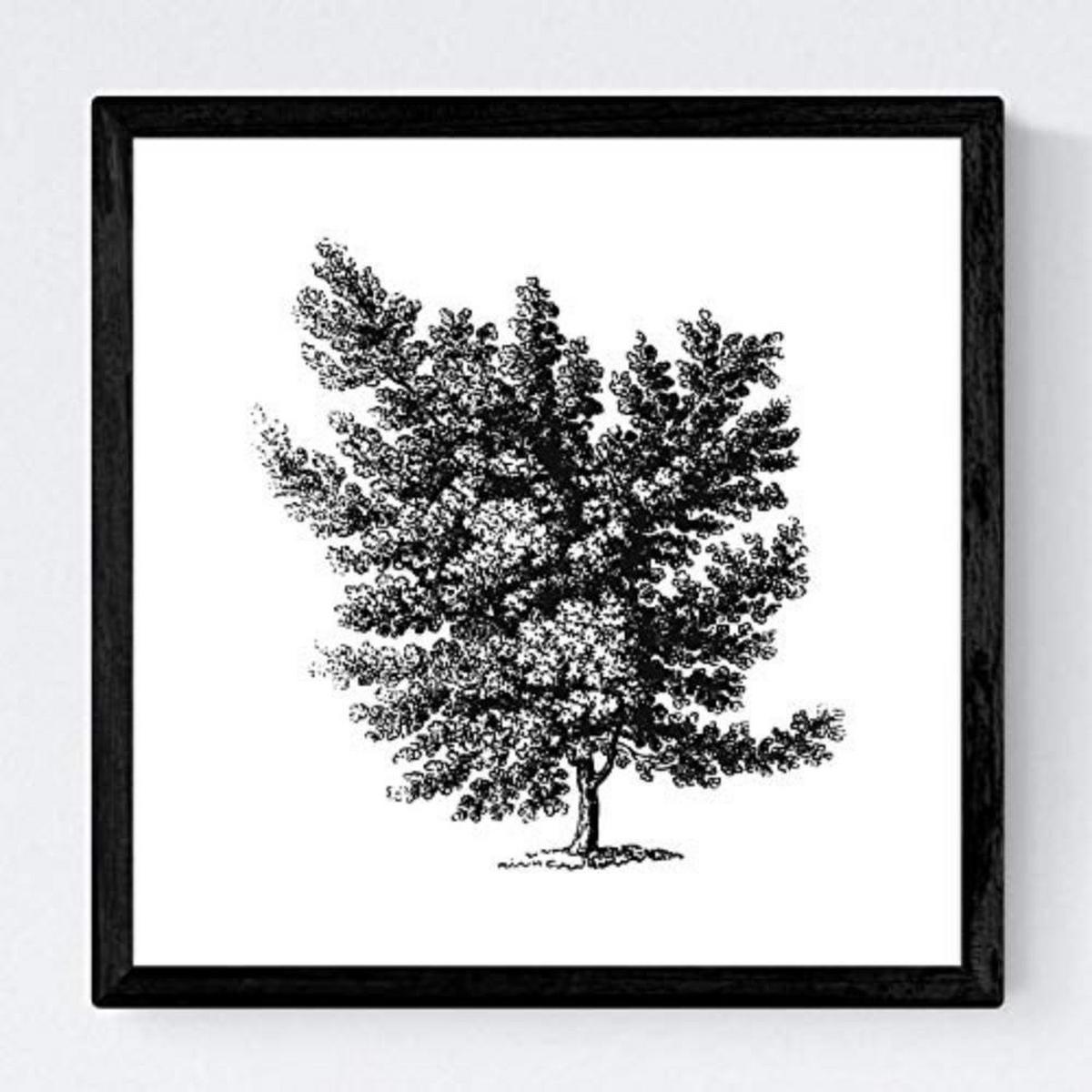 POSTER Set mit 4 Blättern der Laubbäume weiß 20x20cm Schwarzer Rahmen - Schwarz, Papier (20/3cm) - Nacnic