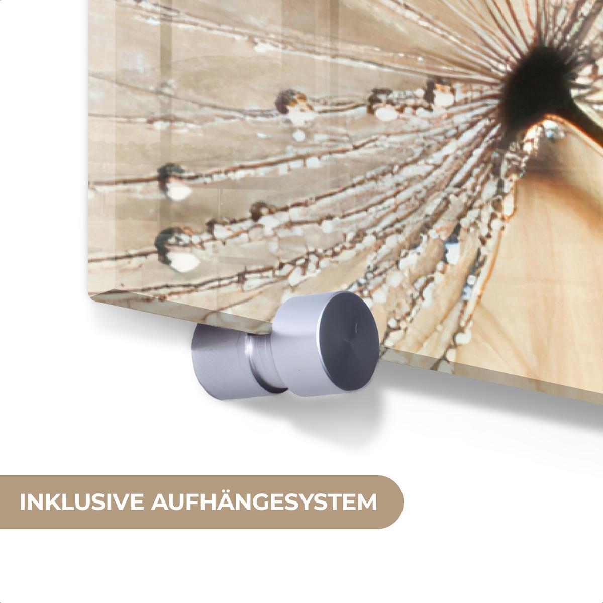 ACRYLGLASBILD Löwenzahn - Abstrakt - Natur - Beige 80x120 cm - Braun, Glas (80/120cm) - MuchoWow