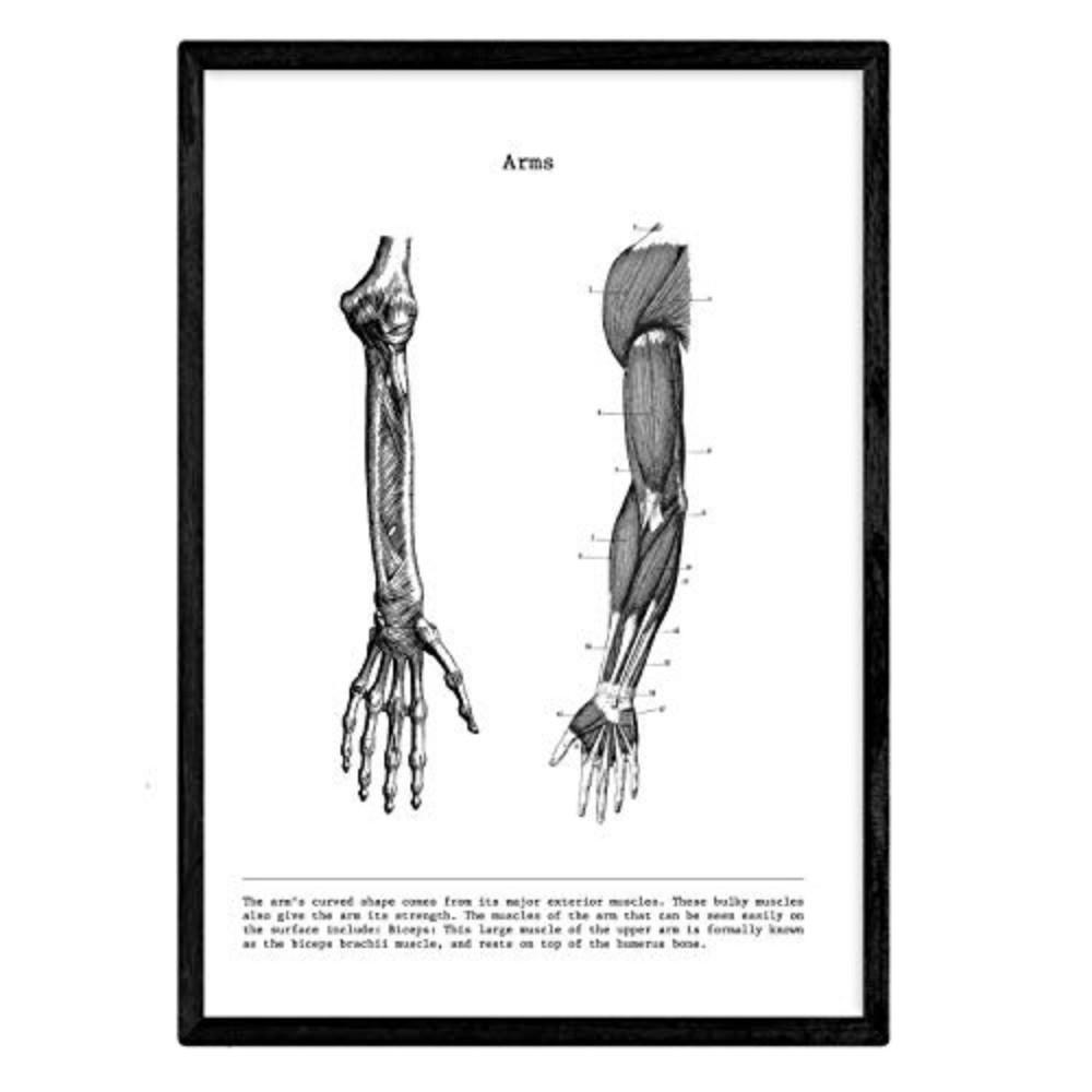 POSTER Anatomie Muskeln & Knochen Arm A3 Rahmenlos - Klar, Papier (29.7/5/42cm) - Nacnic