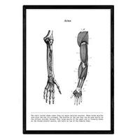 POSTER Anatomie Muskeln & Knochen Arm A3 Rahmenlos - Klar, Papier (29.7/5/42cm) - Nacnic