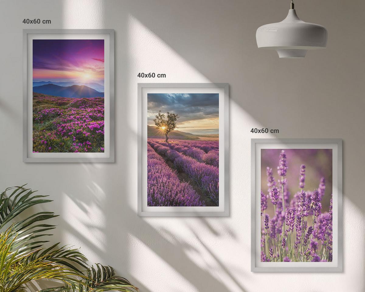 BILDER SET 3er Set - 40x60 cm Silberner Rahmen - Sonnenuntergang auf Lavendelfeldern - Silberfarben, Kunststoff (40/60cm) - TULUP