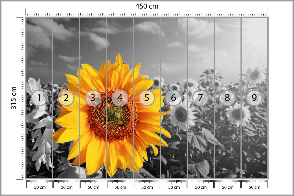 FOTOTAPETE für Küche Gelber Sonnenblume Schwarz-Weiß Hintergrund 450x315 - Gelb/Orange, Papier (450/315cm) - Muralo