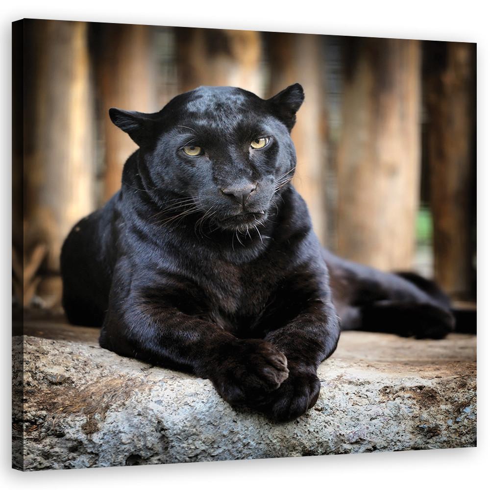 WANDBILD schwarzer panther - Schwarz, Textil (30/30cm) - Feeby