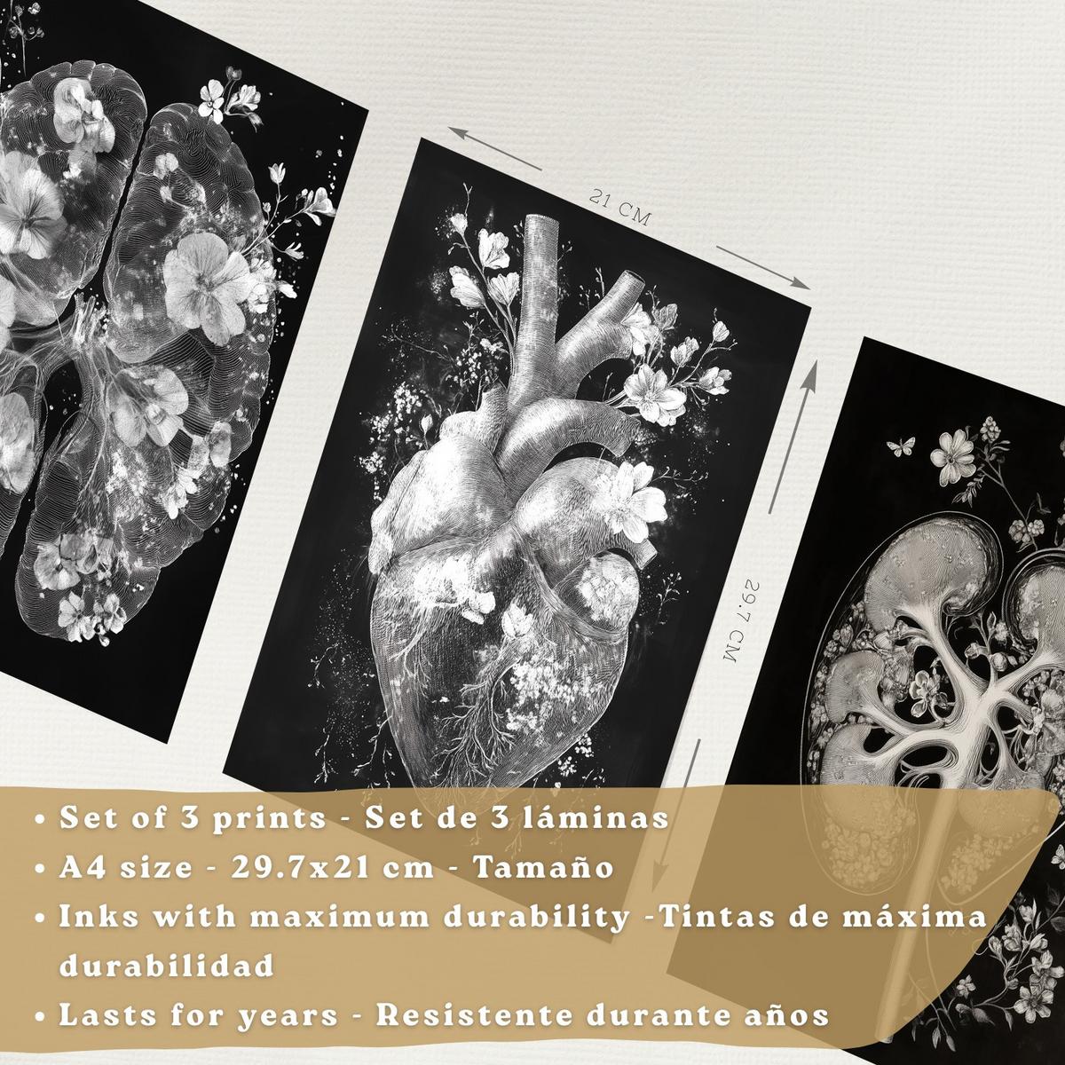 POSTER Set aus 3 Anatomie Drucke und mit Inneren Organen Gehirn Herz Nieren Minimalistisches Schwarz Weiß Design Größe Leichter Holzrahmen A4 - Beige, Papier (21/29.7/3cm) - Nacnic