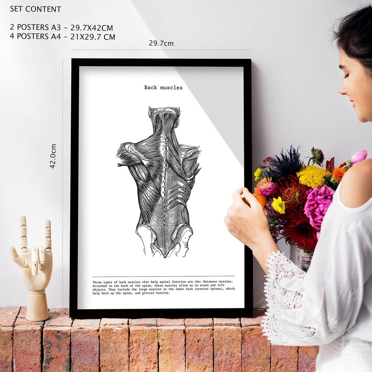 POSTER Set Mit 6 Anatomie Sammlung Von Platten Größe A3 und A4 Rahmenlos - Klar, Papier (29.7/1cm) - Nacnic