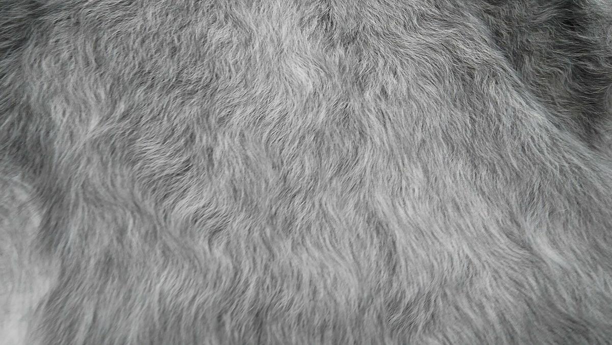 FELL Zickelfell Naturgrau ca. 30/40 cm, 5 Stück - Naturfarben/Grau, Fell (30/40cm) - Provellus