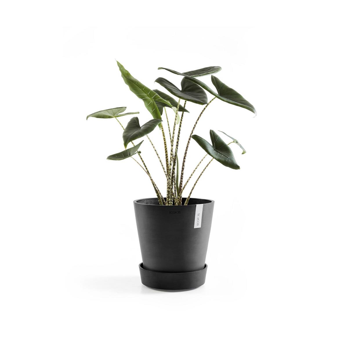 RÄDER für Blumentopfuntertassen 51/51/10,1 cm Dunkelgrau - Dunkelgrau, Kunststoff (51/10.1cm) - Ecopots