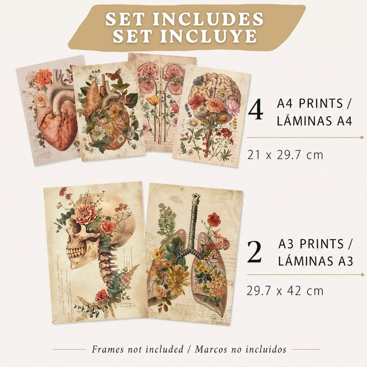 POSTER Set aus 6 Botanische Anatomie Drucke mit Herz Lungen Wirbelsäule Becken und Rippen Beige Terrakotta Erdtöne Leichter Holzrahmen A3 & A4 - Beige, Papier (29.7/42/3cm) - Nacnic