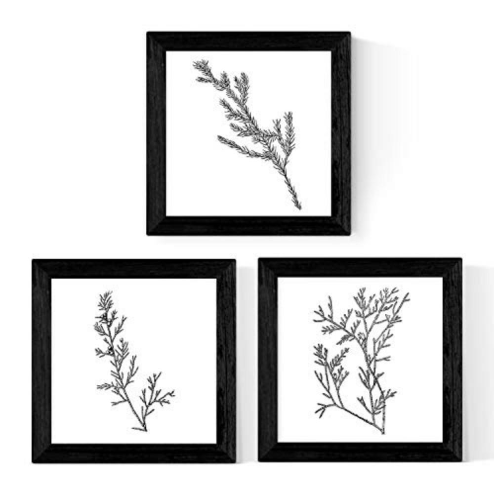 POSTER Set Mit 3 Pflanzen Natur 20X20cm Rahmenlos - Klar, Papier (20/5/20cm) - Nacnic