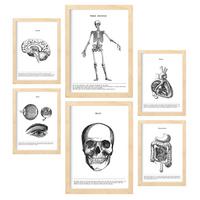 POSTER Set Mit 6 Organen Und Knochenplakaten Sammlung A3 & A4 Rahmen Aus Hellem Holz - Beige, Papier (29/3cm) - Nacnic
