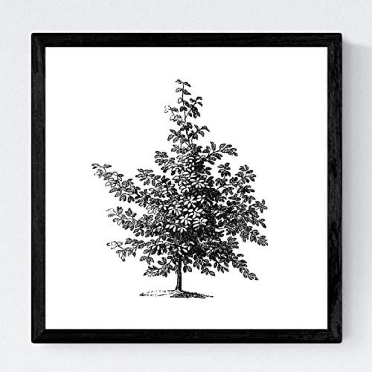 POSTER Set mit 4 Blättern der Bäume ohne Blüten weiß 30x30 cm Rahmenlos - Klar, Papier (30/3cm) - Nacnic