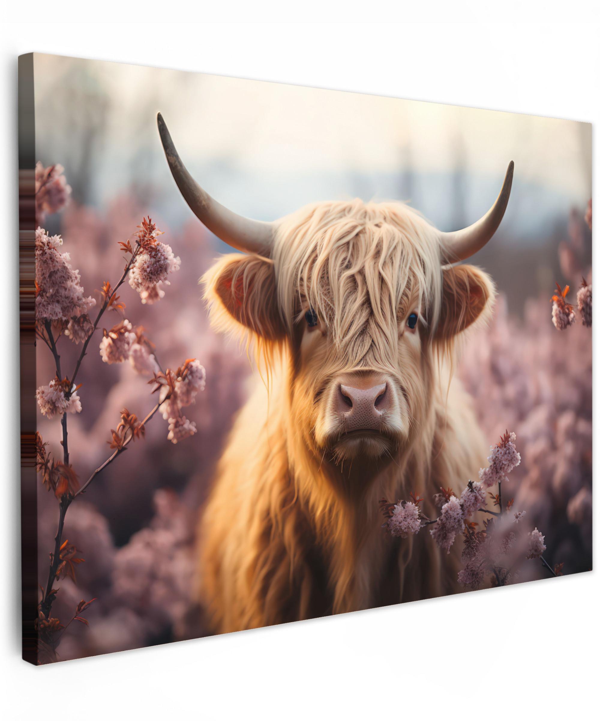 LEINWANDBILD Schottischer Hochländer - Frühling - Hochland Wandbilder 80x60 cm - Hellrosa, Textil (80/60cm) - MuchoWow