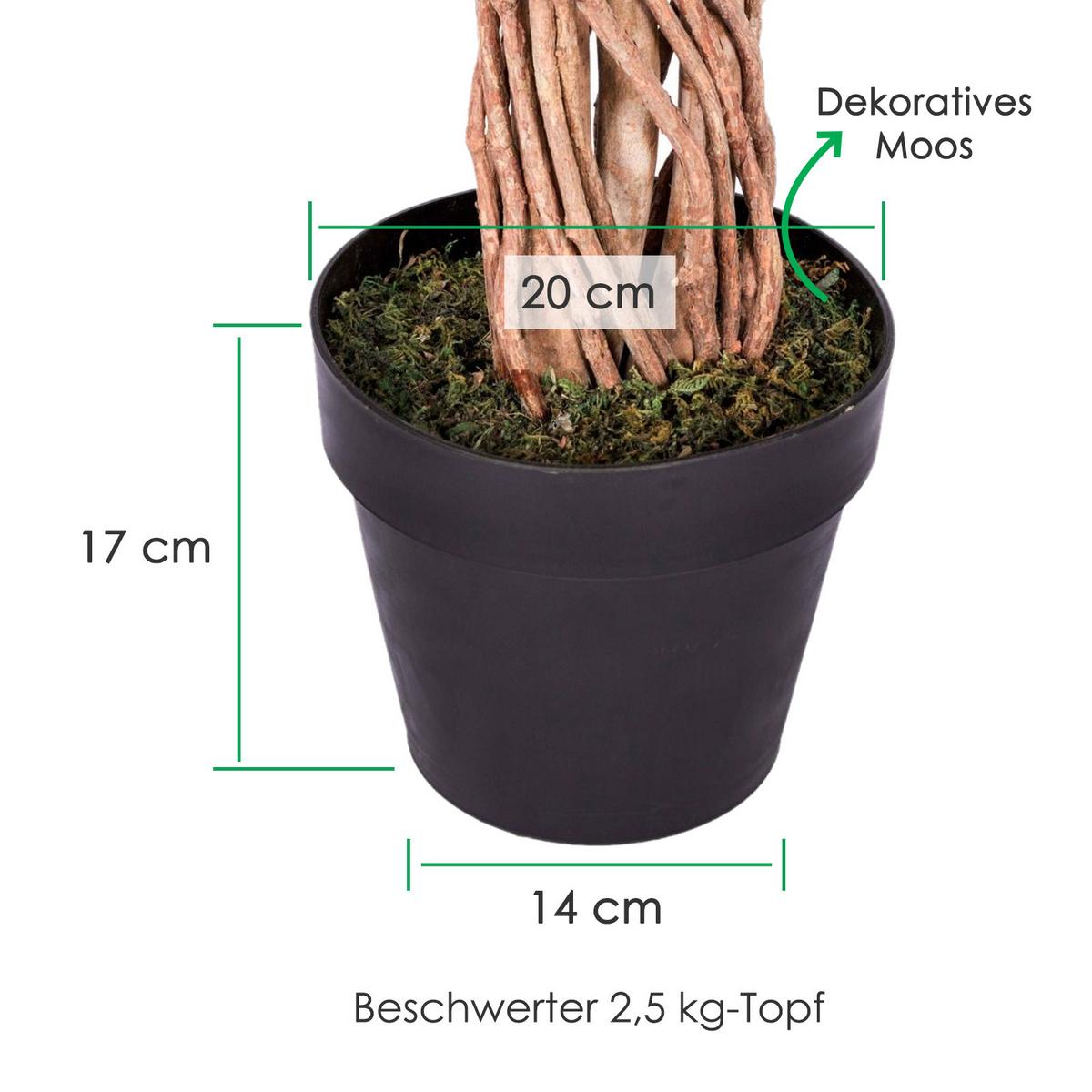 KUNSTBAUM Ficus benjamini, 180 cm - Multicolor, Kunststoff (180cm) - Homescapes