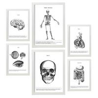 POSTER Set Mit 6 Organen Und Knochenplakaten Sammlung A3 & A4 Weißer Rahmen - Weiß, Papier (29/3cm) - Nacnic