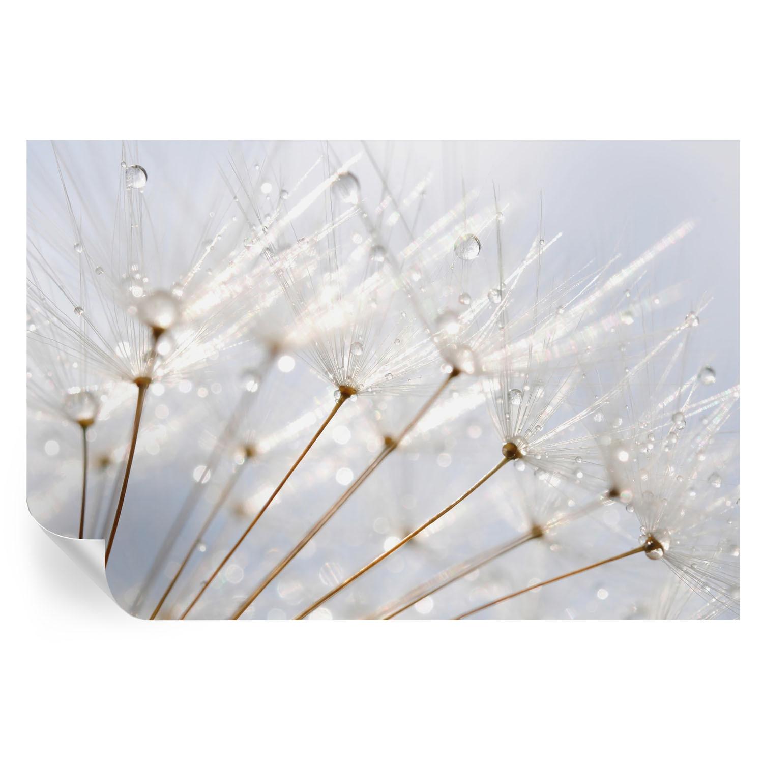 FOTOTAPETE 104x70 cm - Rosafarbener Löwenzahn - Weiß, Textil (104/70cm) - Wallfluent
