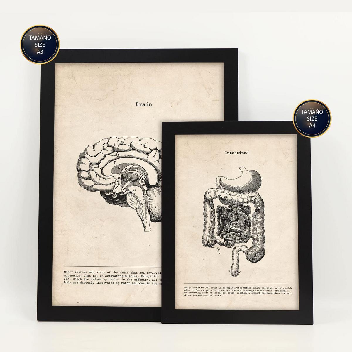 POSTER Set Mit 6 Organe Medizinische Illustrationen Im Vintage Stil Von Anatomie, Körperteilen, Knochen Und Muskeln A3 & A4 Schwarzer Rahmen - Schwarz, Papier (29/3cm) - Nacnic