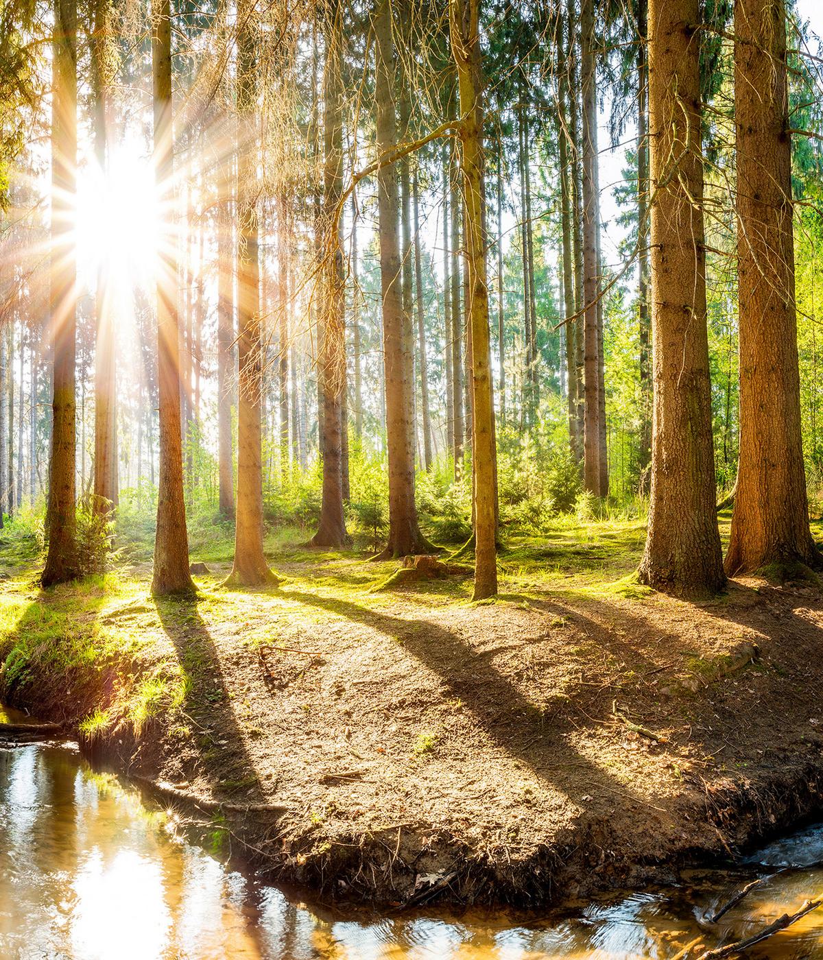 VERDUNKELUNGSROLLO 120x140 cm Sonne im Wald - Braun, Textil (120/140cm) - TULUP