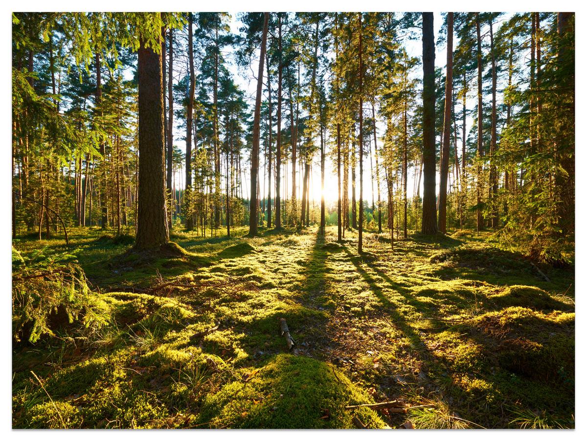 FOTOTAPETE für Küche Sonnenaufgang WALD Moss Bäume Sonnenstrahl 150x105 - Gelb/Braun, Papier (150/105cm) - Muralo