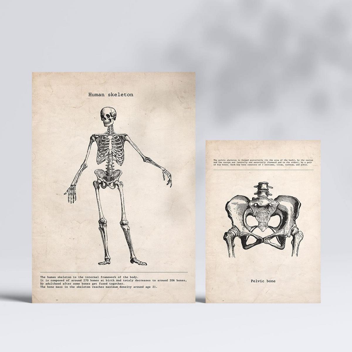 POSTER Set Mit 6 Skelett Medizinische Illustrationen Im Vintage Stil Von Anatomie A3 & A4 Rahmenlos - Klar, Papier (29/3cm) - Nacnic