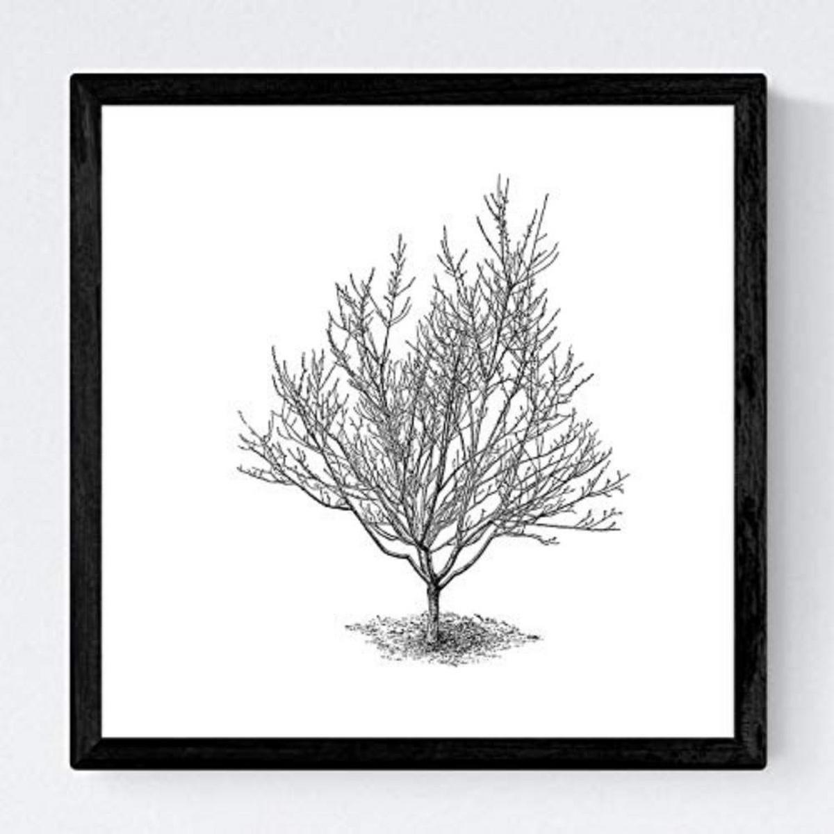 POSTER Set mit 4 Blättern der Caduda Bäume und immergrüne weiß 20x20cm Rahmenlos - Klar, Papier (20/3cm) - Nacnic