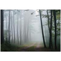 FOTOTAPETE Wald Natur Vlies Tapete Wohnzimmer Schlafzimmer 250x175 - Grau, Papier (250/175cm) - Wallarena
