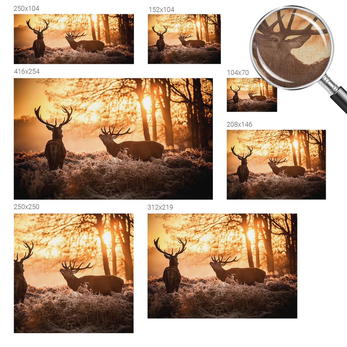 FOTOTAPETE 208x146 cm - Rehe am Morgen - Schwarz, Textil (208/146cm) - Wallfluent