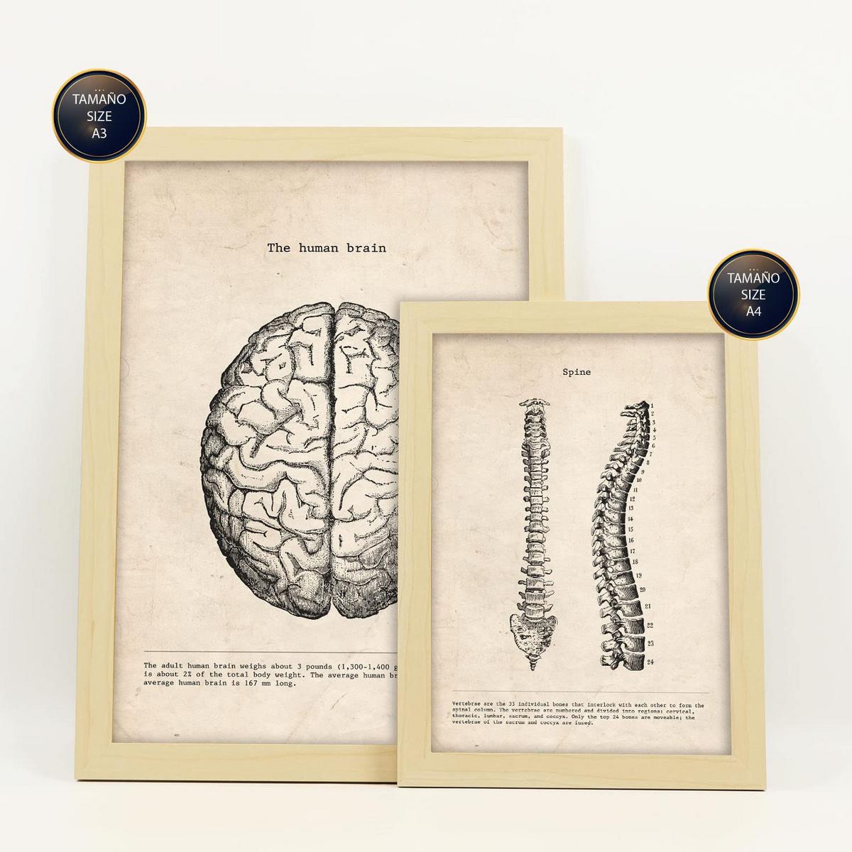 POSTER Set Mit 6 Oberkörper Medizinische Illustrationen Im Vintage Stil Von Anatomie, Körperteilen, Knochen Und Muskeln A3 & A4 Rahmen Aus Hellem Holz - Beige, Papier (29/3cm) - Nacnic
