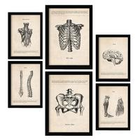 POSTER Set Mit 6 Von Kopf Bis Fuß Medizinische Illustrationen Im Vintage Stil Von Anatomie A3 & A4 Rahmenlos - Klar, Papier (29/3cm) - Nacnic