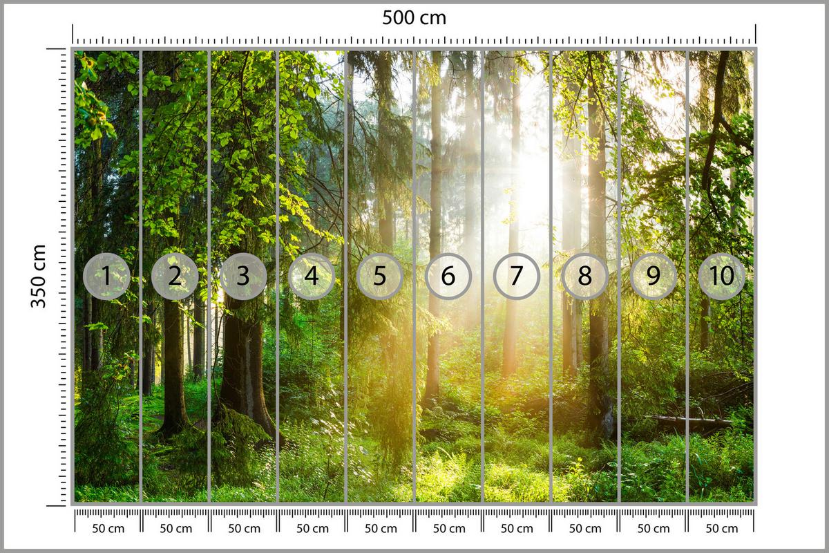 FOTOTAPETE für Wohnzimmer Sonniger Wald Bäume Pflanzen Natur Gras 500x350 - Multicolor, Papier (500/350cm) - Muralo