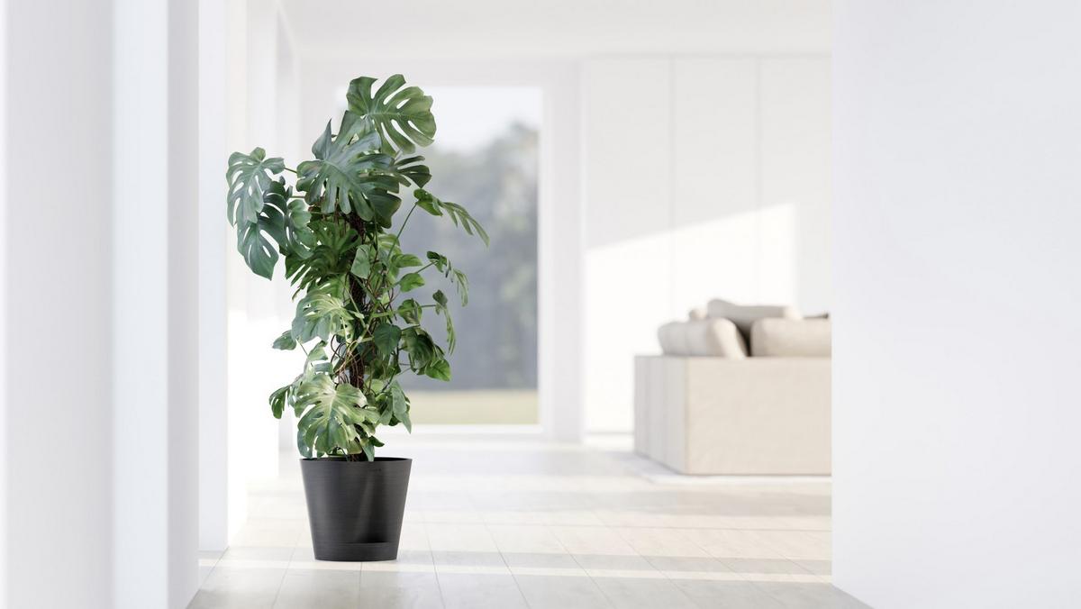 BLUMENTOPF Venice 30/27,5 cm Dunkelgrau - Dunkelgrau, Kunststoff (30/27.5cm) - Ecopots