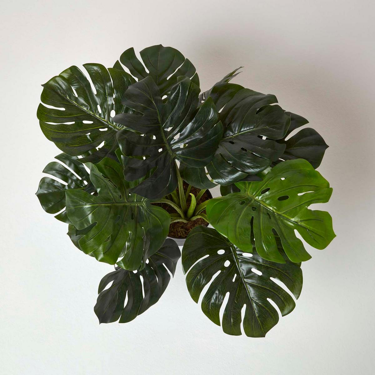 KUNSTPFLANZE Monstera, 60 cm - Grün, Kunststoff (60cm) - Homescapes