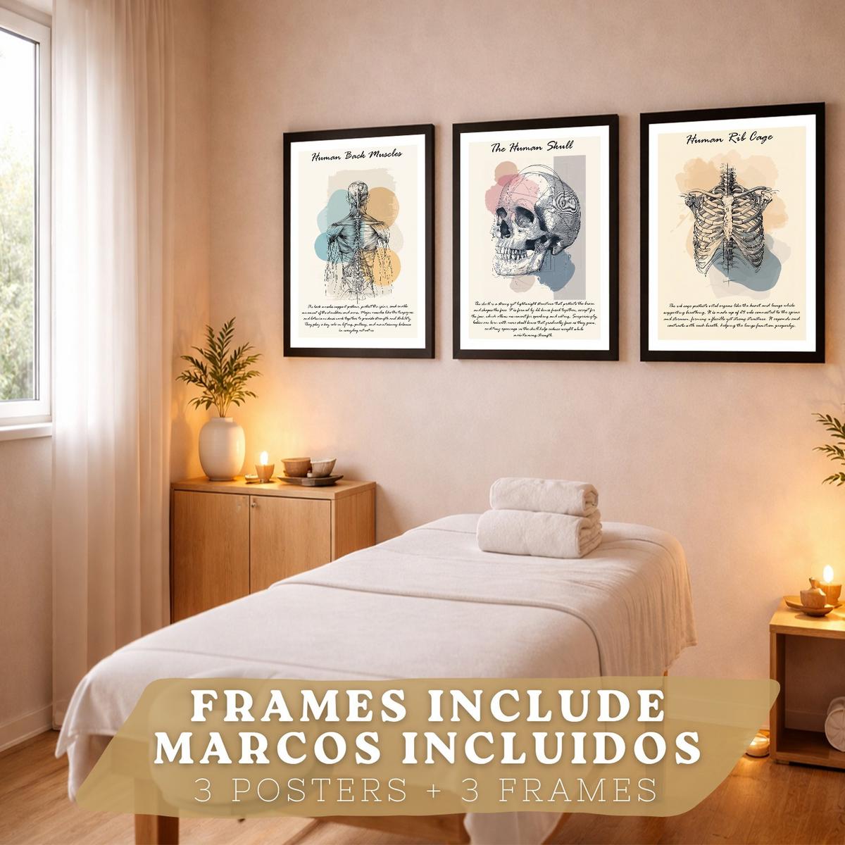 POSTER Set aus 3 Anatomie Mensch Lernposter Drucke und Wandbilder mit Muskeln Rücken Brustkorb Schädel Wanddekoration Größe Schwarzer Rahmen A3 - Schwarz, Papier (29.7/42/3cm) - Nacnic
