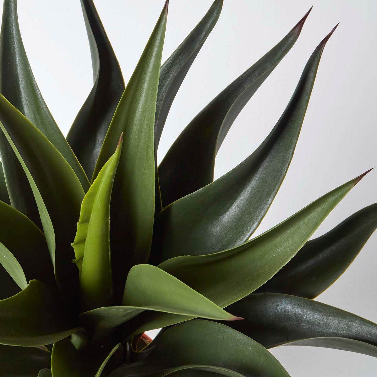 KUNSTPFLANZE Agave, 60 cm - Grün, Kunststoff (60cm) - Homescapes