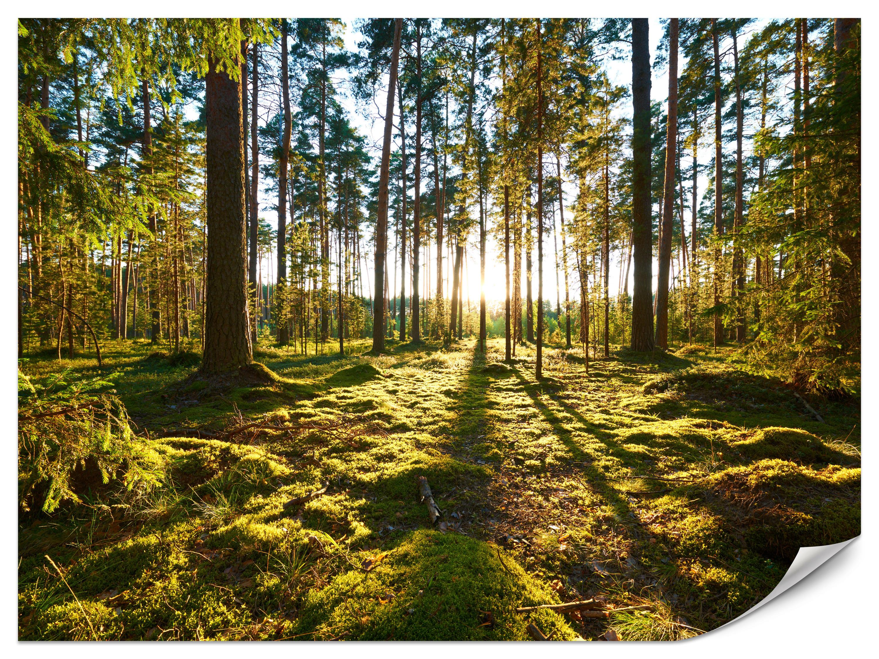 FOTOTAPETE für Küche Sonnenaufgang WALD Moss Bäume Sonnenstrahl 150x105 - Gelb/Braun, Papier (150/105cm) - Muralo