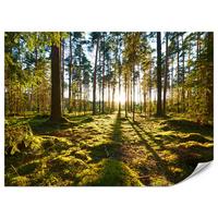 FOTOTAPETE für Küche Sonnenaufgang WALD Moss Bäume Sonnenstrahl 150x105 - Gelb/Braun, Papier (150/105cm) - Muralo