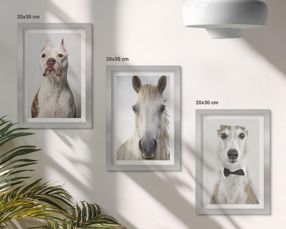 BILDER SET 3er Set - 20x30 cm Silberner Rahmen - Elegante Porträts von Hunden und Pferden - Silberfarben, Kunststoff (20/30cm) - TULUP