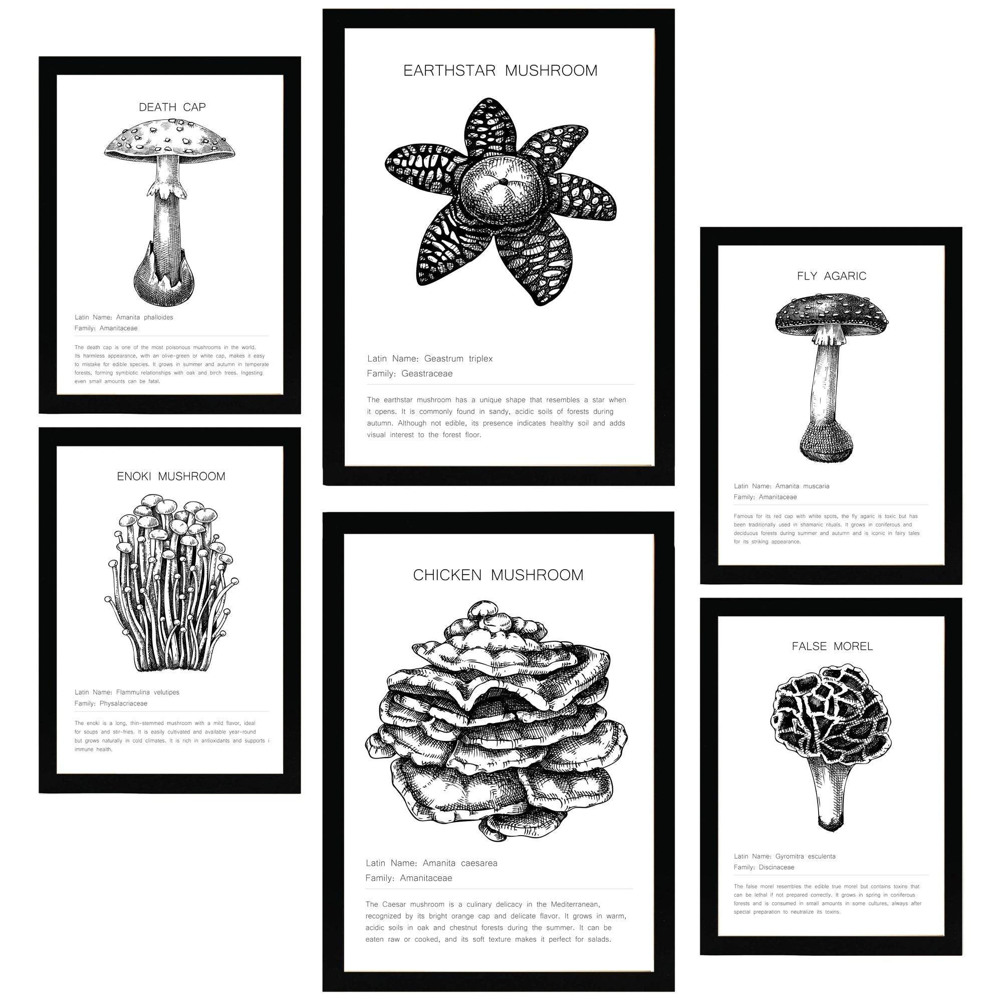 POSTER Set Mit 6 Komposition Aus Schwarzen & Weißen Pilzfamilien A3 & A4 Schwarzer Rahmen - Schwarz, Papier (29/3cm) - Nacnic