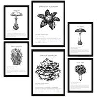POSTER Set Mit 6 Komposition Aus Schwarzen & Weißen Pilzfamilien A3 & A4 Schwarzer Rahmen - Schwarz, Papier (29/3cm) - Nacnic