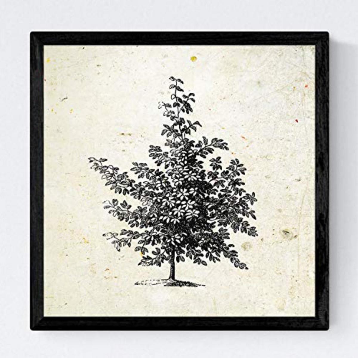 POSTER Set mit 4 Blättern der Bäume ohne Blüten 20x20cm Schwarzer Rahmen - Schwarz, Papier (20/3cm) - Nacnic