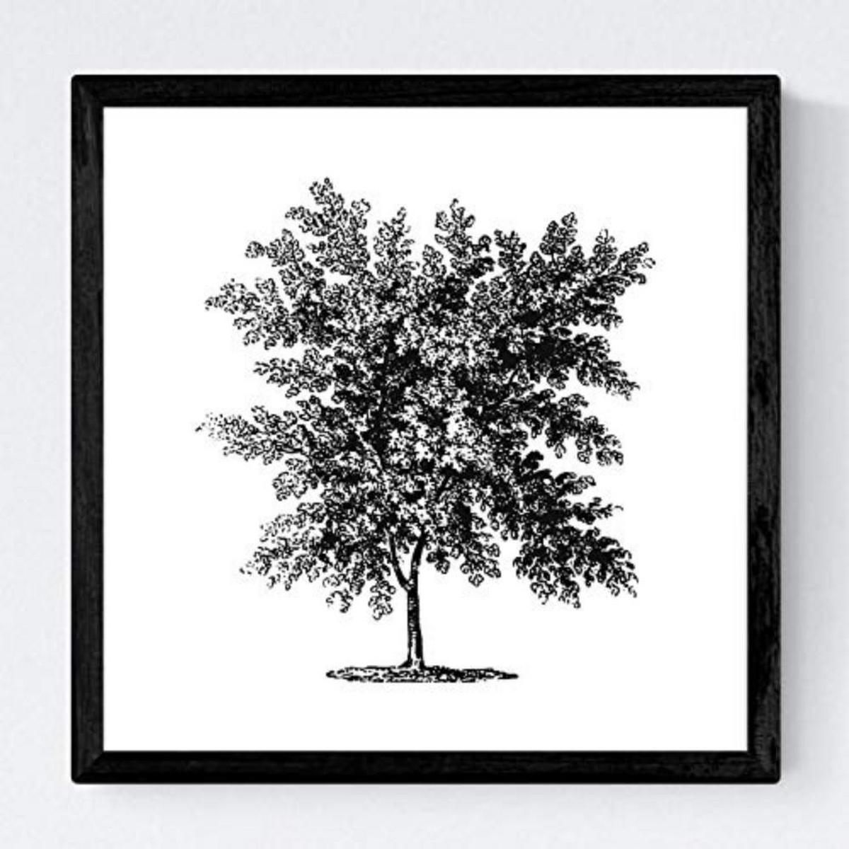 POSTER Set mit 4 Blättern der Laubbäume weiß 20x20cm Schwarzer Rahmen - Schwarz, Papier (20/3cm) - Nacnic
