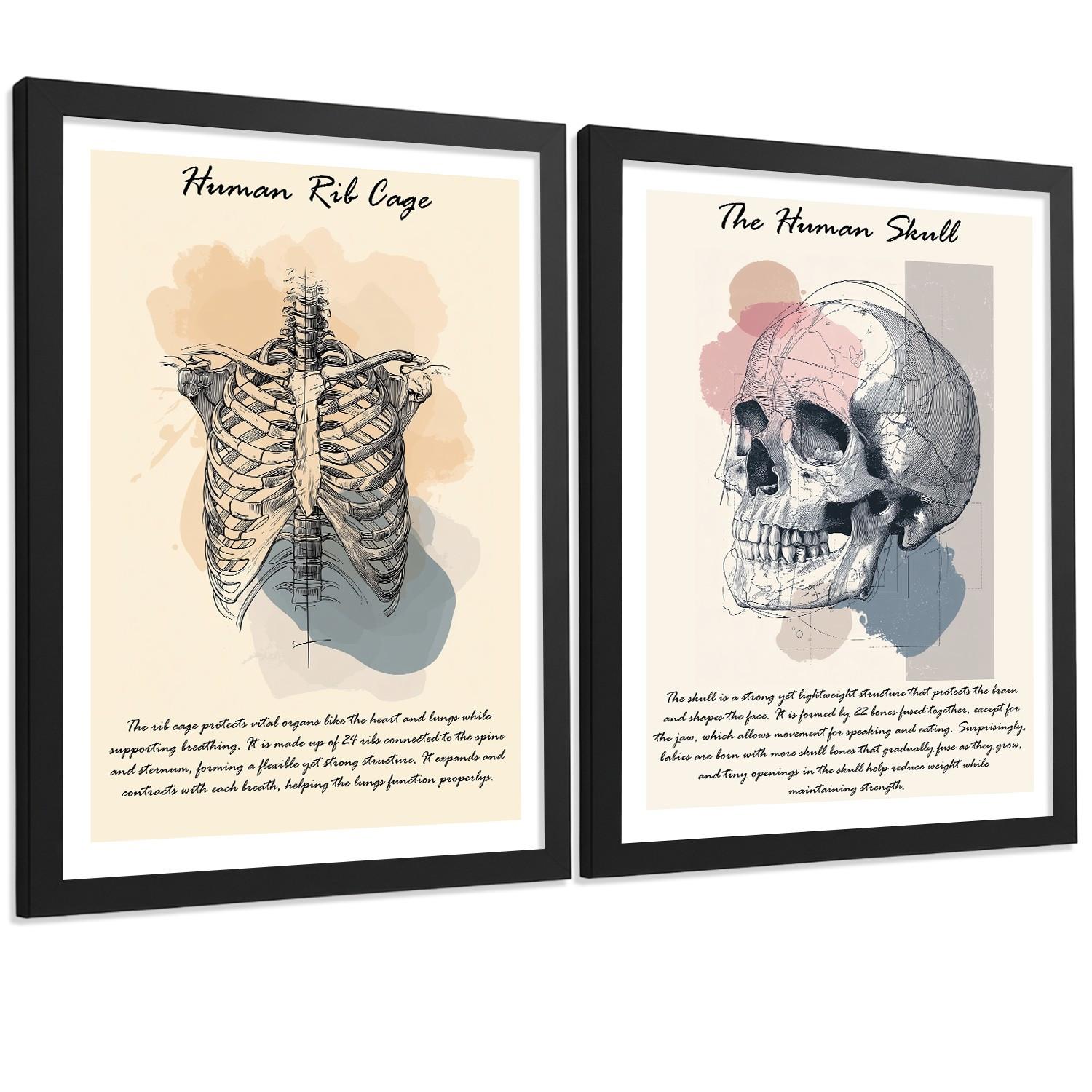 POSTER Set aus 2 Anatomie Mensch Lernposter Drucke und Wandbilder mit Skelett Rippen und Schädel Klinik Büro Dekoration Größe Schwarzer Rahmen A3 - Schwarz, Papier (29.7/42/3cm) - Nacnic