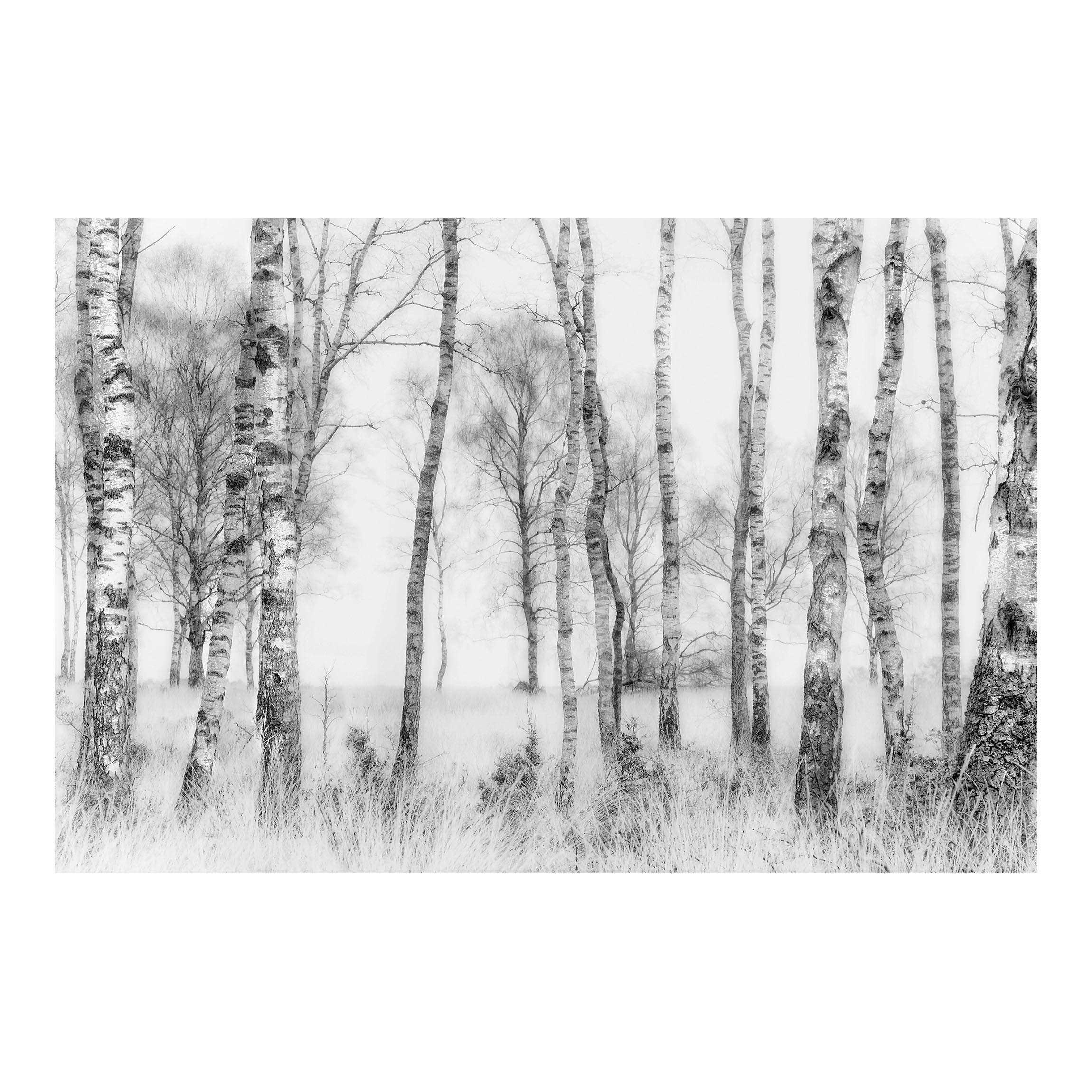 FOTOTAPETE Mystischer Birkenwald Schwarz-Weiß 288/190 cm - Schwarz, Papier (288/190cm) - Bilderwelten