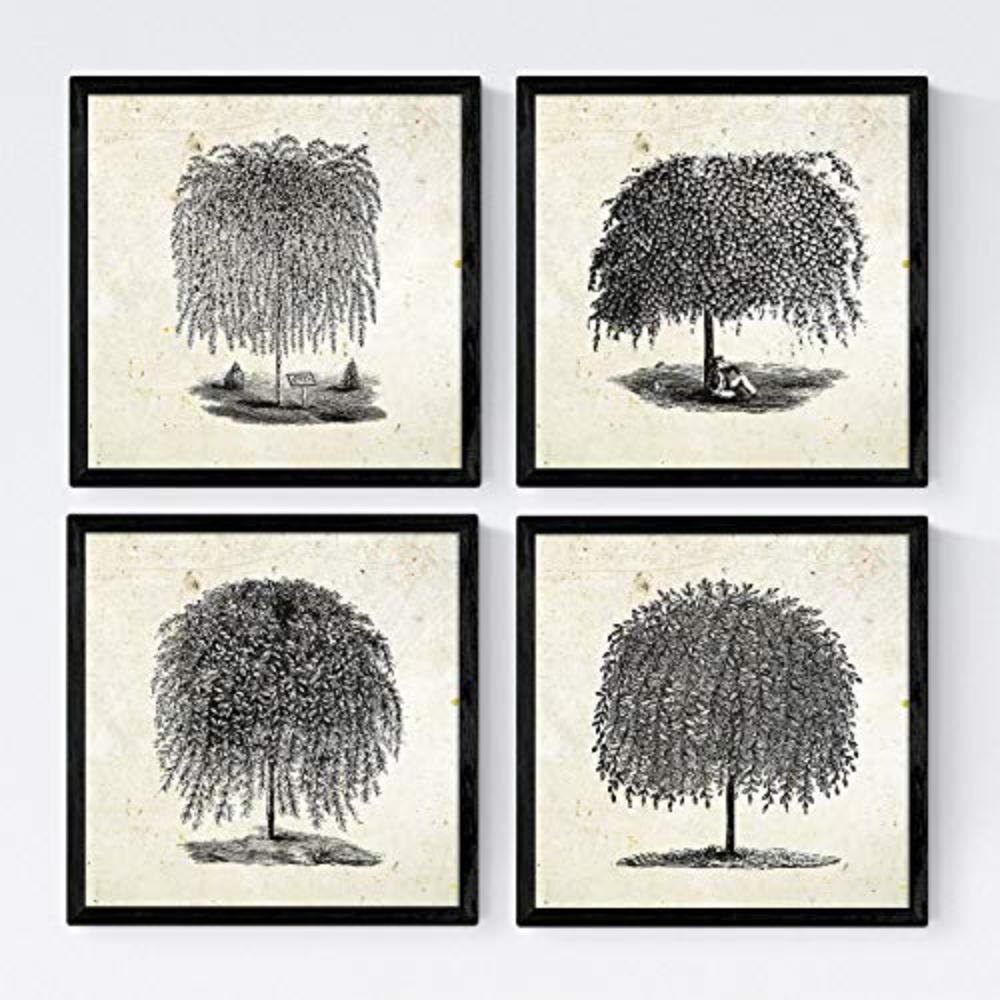 POSTER Set mit 4 Blättern der Bäume Weiden Altpapierhintergrund 20x20cm Schwarzer Rahmen - Schwarz, Papier (20/3cm) - Nacnic